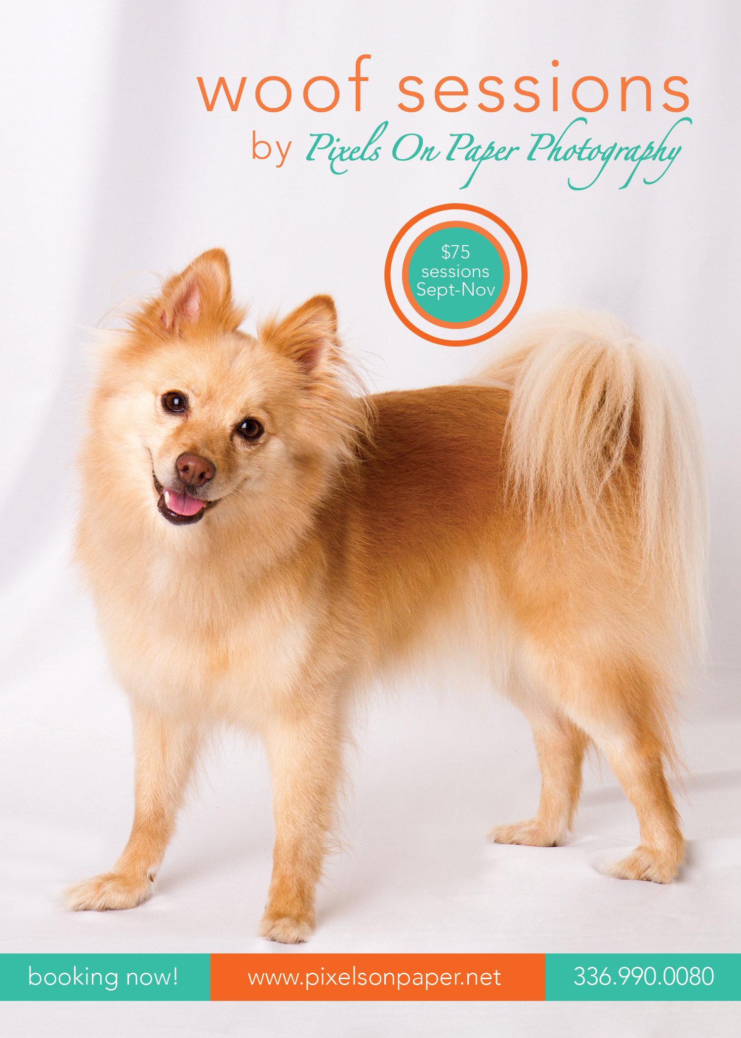 pixels on paper pet photography portraits sessions photo