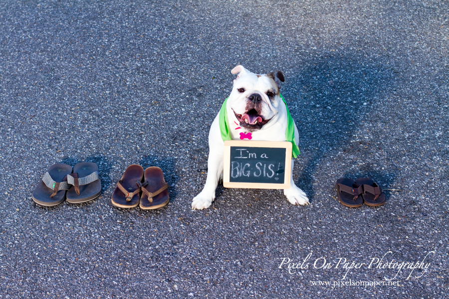 pixels on paper baby announcement with dog photo