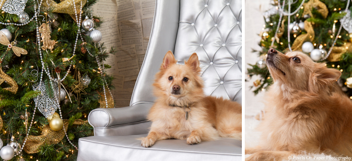 Pixels On Paper Photography Christmas pet portraits photographers fund raiser photo