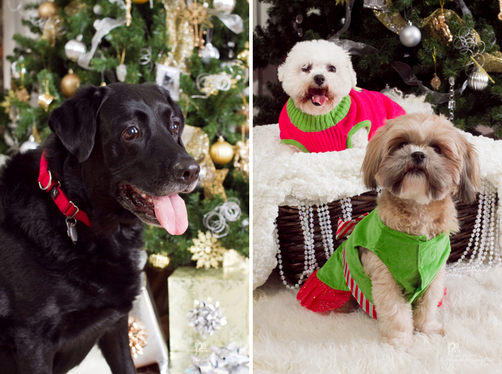 Pixels On Paper Photography Christmas pet portraits photographers fund raiser photo