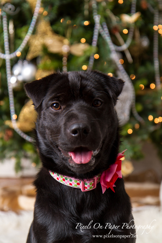 Pixels on Paper 2015 Pet Food Fundraiser with Christmas portraits for Wilkes Animal Shelter with Waggles photos