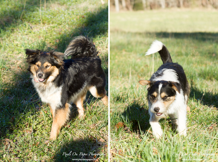 pet and family lifestyle documentary outdoor portrait photo