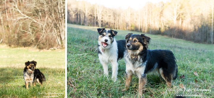 pet and family lifestyle documentary outdoor portrait photo