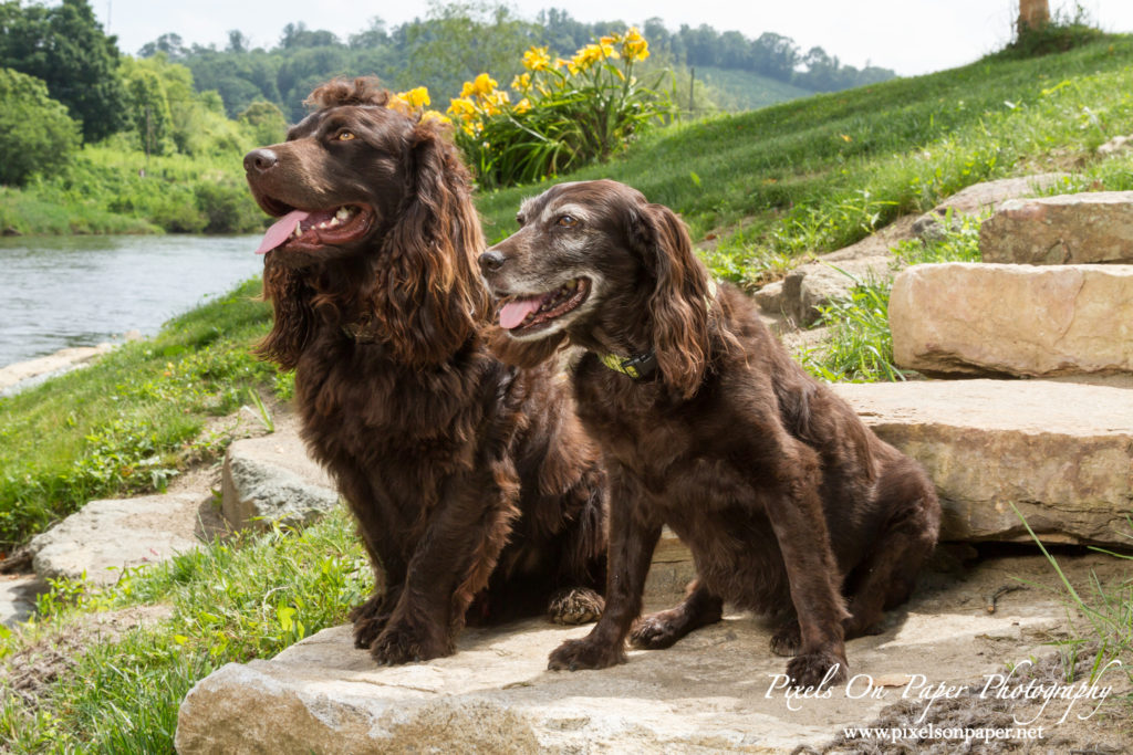 Johnson family and pet outdoor portrait todd nc photographers photo