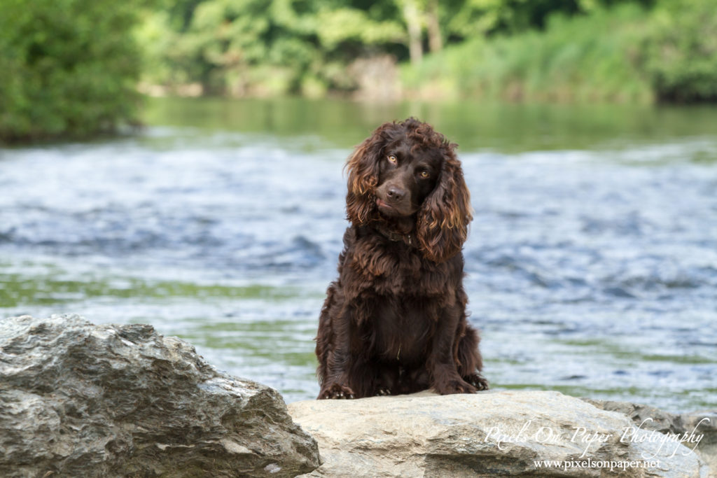 Johnson family and pet outdoor portrait todd nc photographers photo