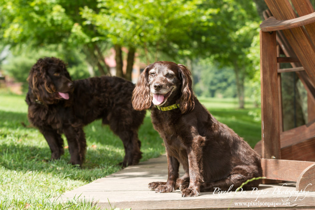 Johnson family and pet outdoor portrait todd nc photographers photo