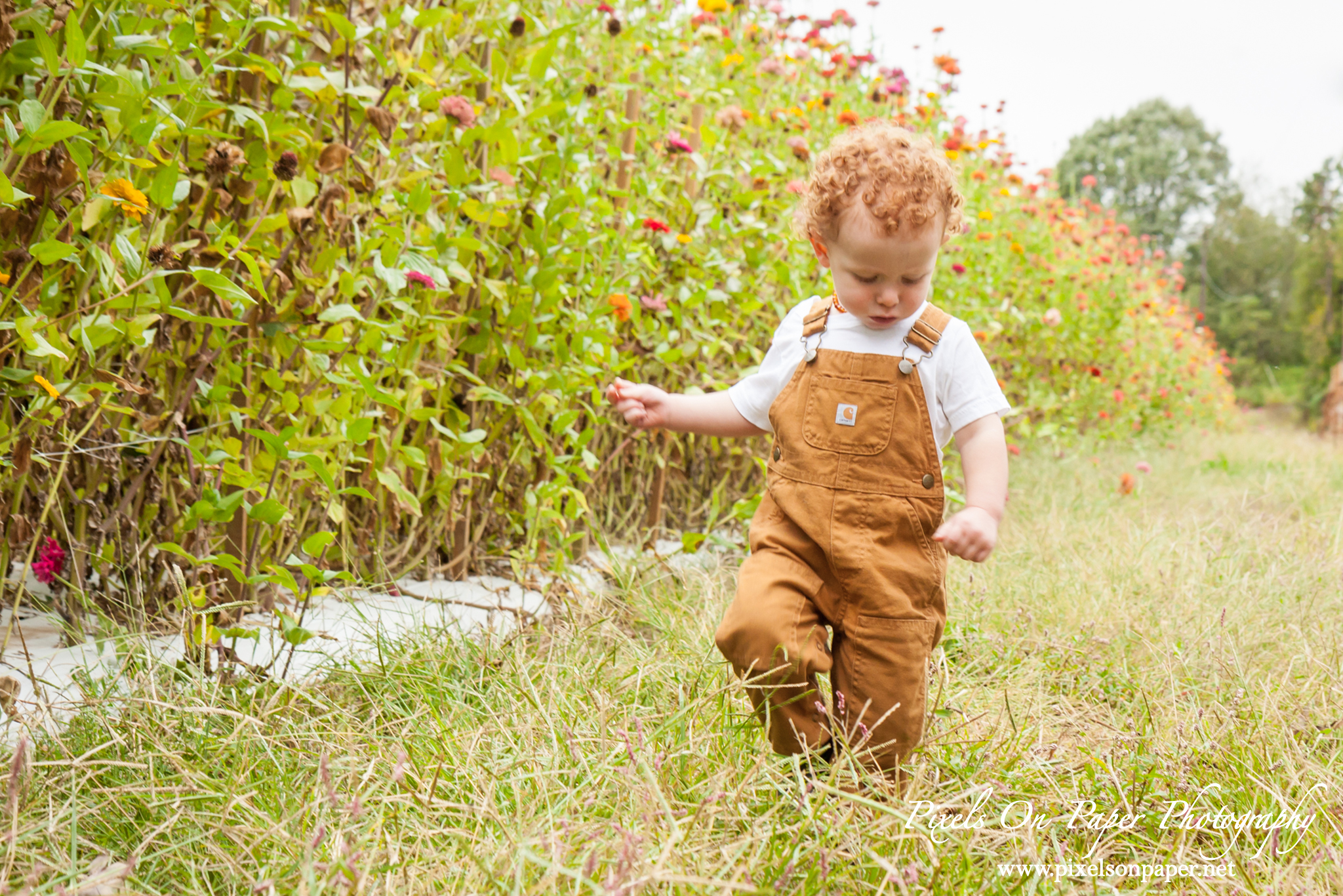 Pixels On Paper Photographers Howards Family Farm Fall Pumpkin Patch Photo