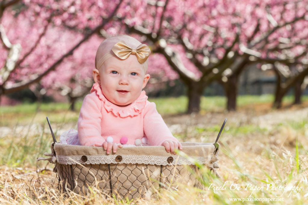 Triplett Family Six Month Baby outdoor peach orchard portrait photo