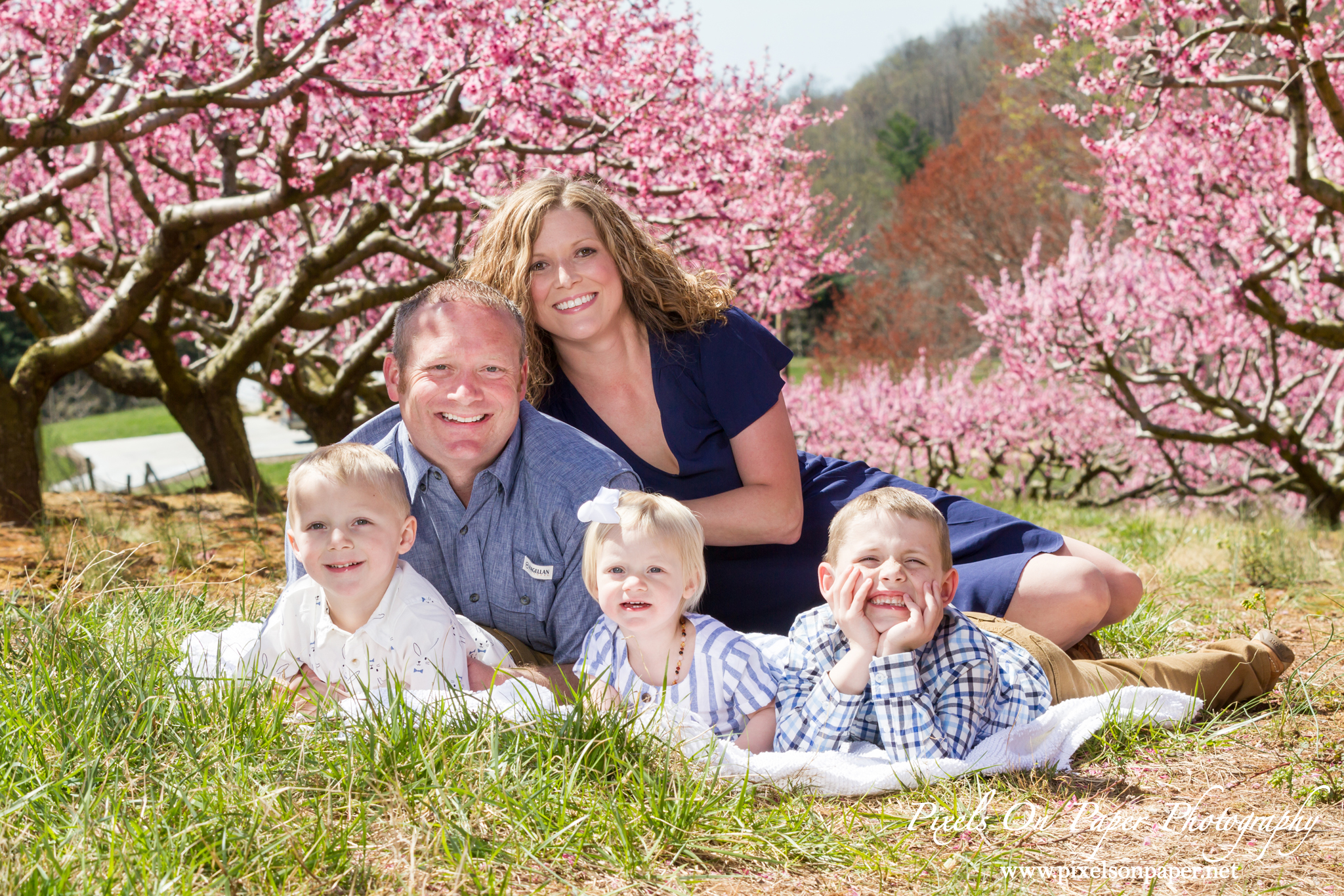 York Family Outdoor Spring Peach Orchard Portrait photo