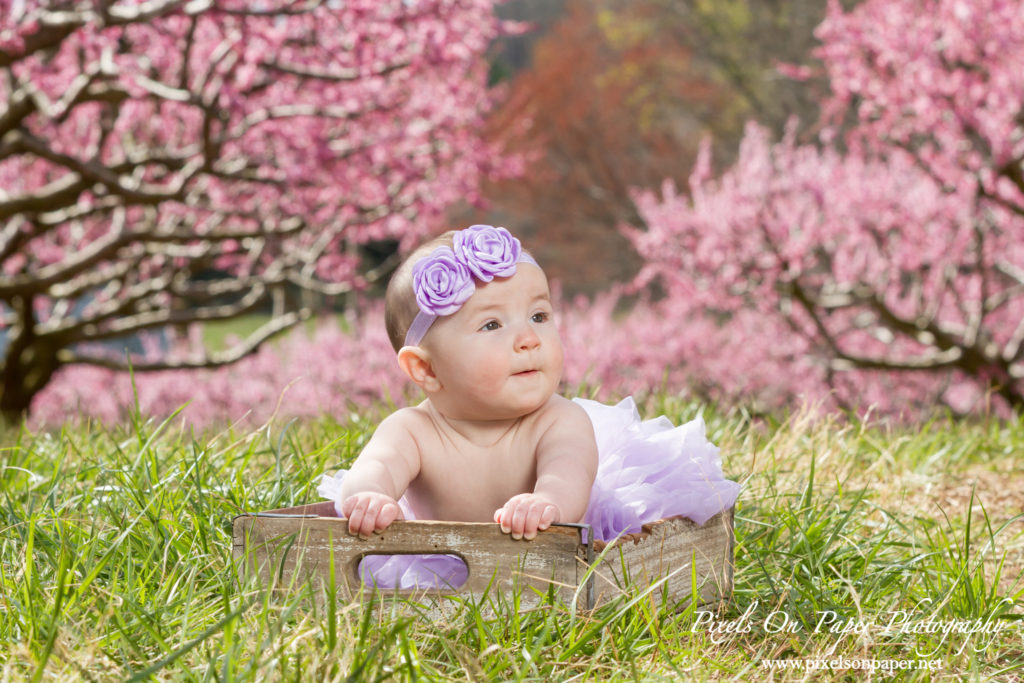 Bennett family and six month old baby girl outdoor peach orchard portrait photo