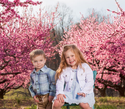 Brother and sister sitting together under a peach tree during a spring orchard photo shoot.