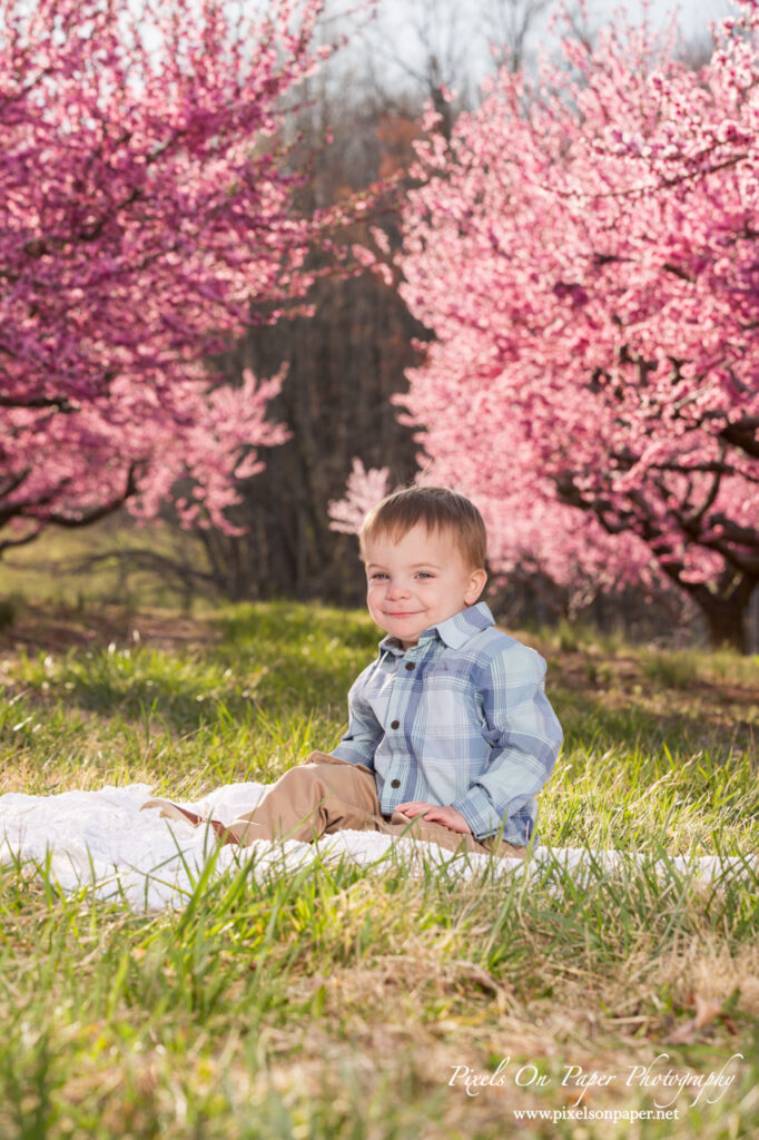Young boy laughing under peach trees with blossoms falling around him in an orchard photo session.