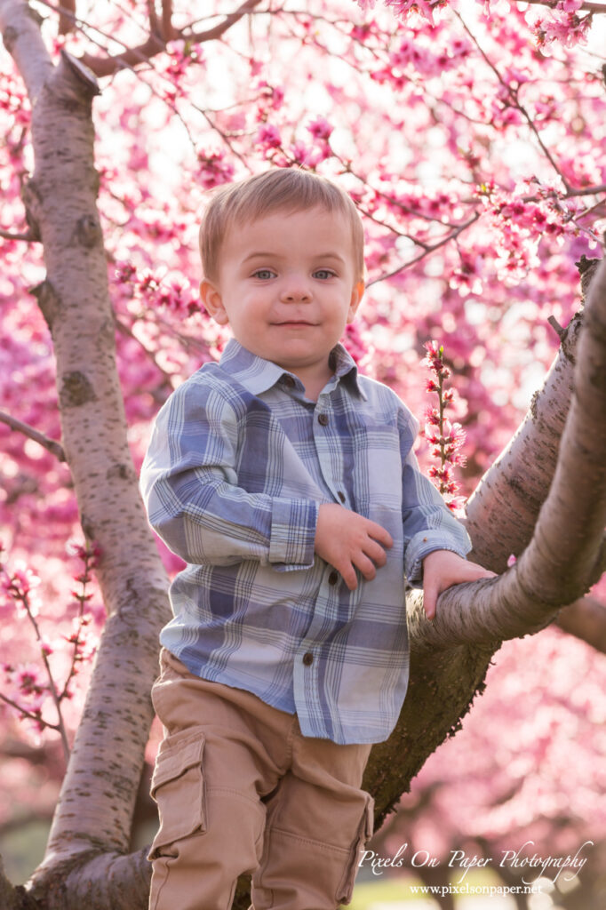 Young boy laughing under peach trees with blossoms falling around him in an orchard photo session.