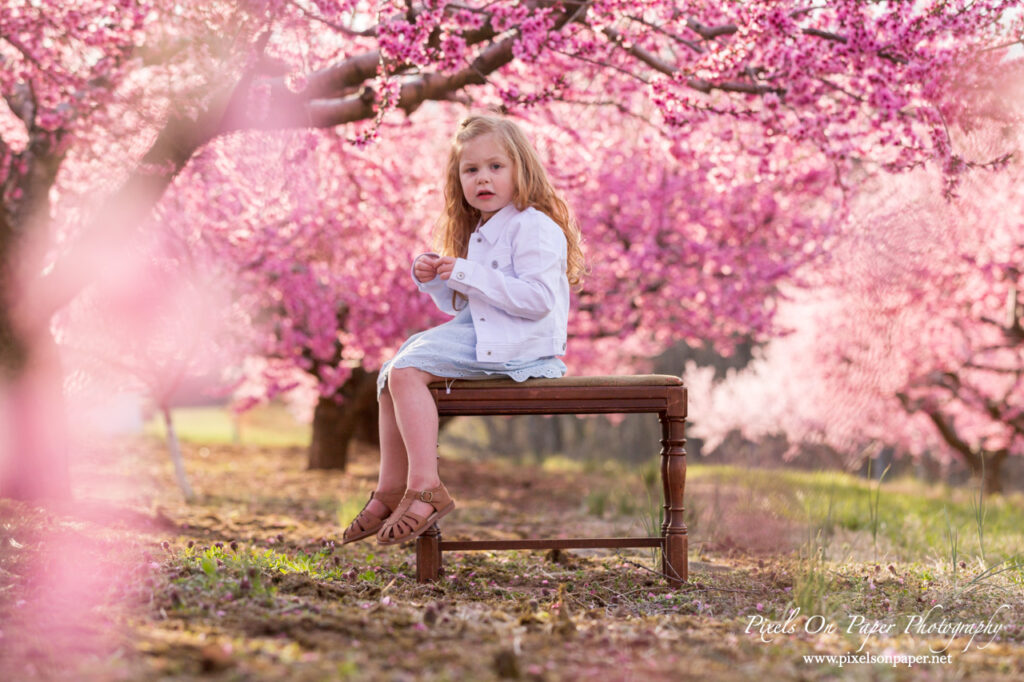 Little girl sitting beneath blooming peach trees during a spring photo session in Wilkesboro NC.