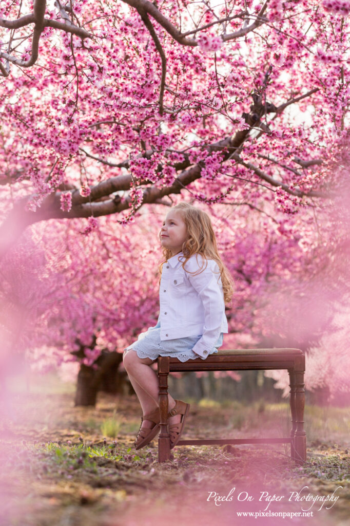 Little girl sitting beneath blooming peach trees during a spring photo session in Wilkesboro NC.