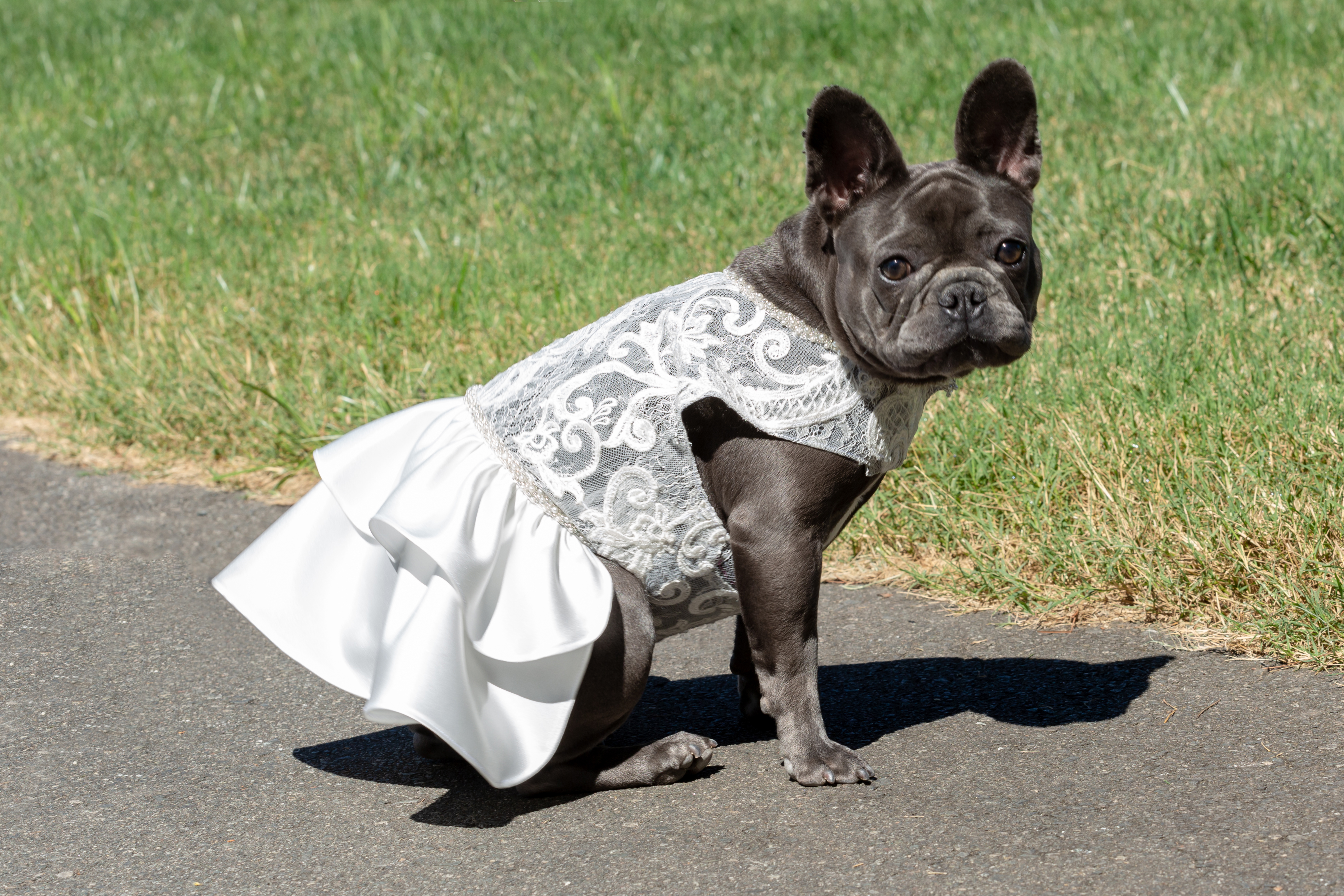 Katie Russo Pleasant Grove Farm english bulldog in wedding dress bridal portrait photo